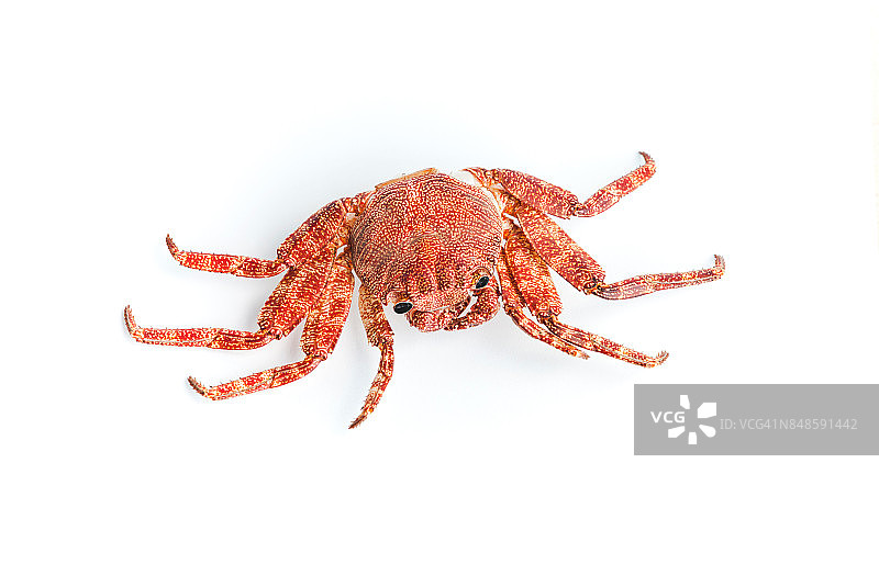 白色背景上孤立的红色岸蟹图片素材