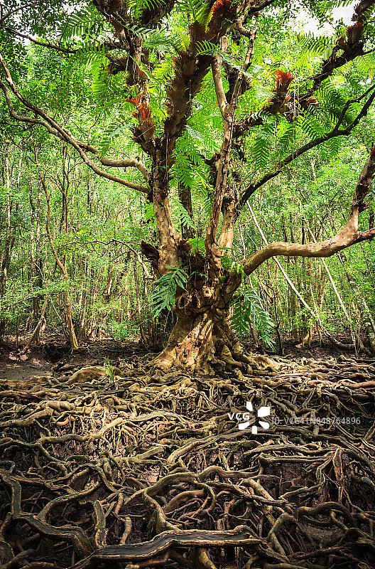 红树林中的树木图片素材