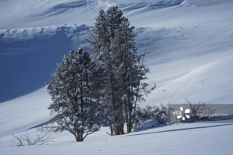 海顿谷的树图片素材