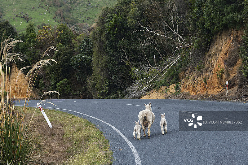 一只母羊和它的双胞胎在瓦卡瓦附近的道路上行走图片素材