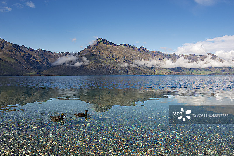 瓦卡蒂普湖上的黑鸭与瓦尔特峰倒影图片素材