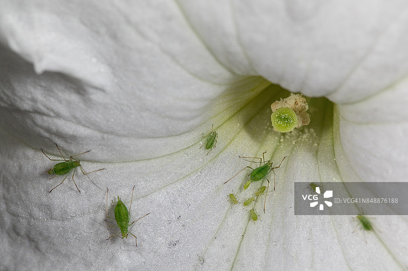 蚜虫产仔图片素材