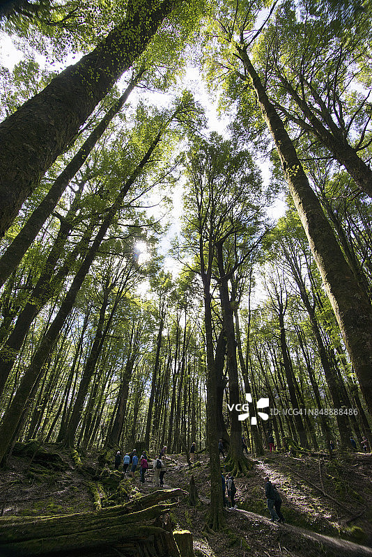 游客徒步穿越红榉木森林图片素材