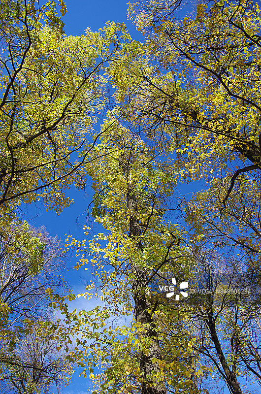 堪培拉格莱布公园的秋季英国榆树，澳大利亚首都领地，澳大利亚图片素材