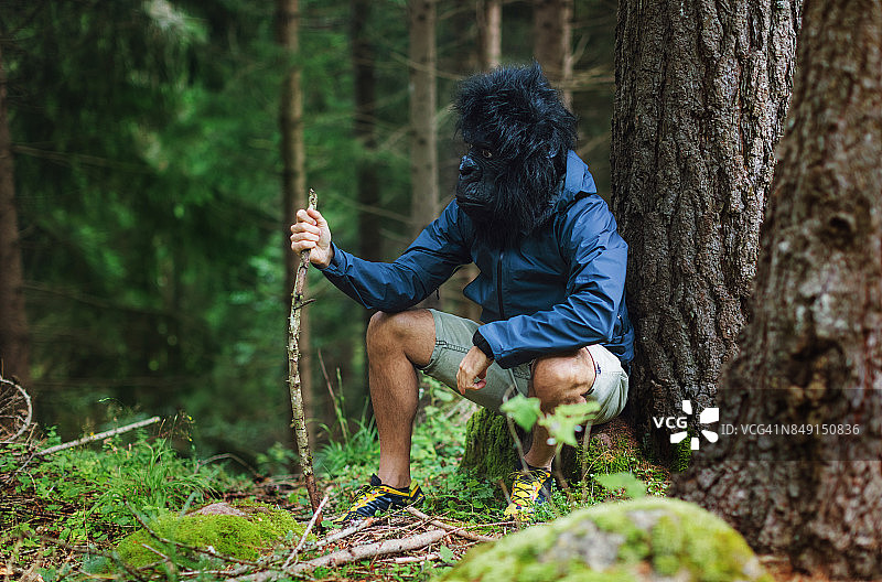 现代进化的大猩猩图片素材