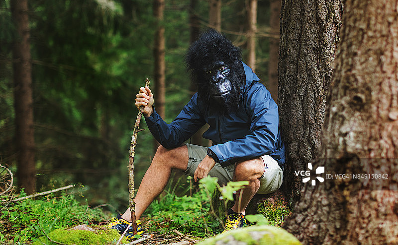 现代进化的大猩猩图片素材