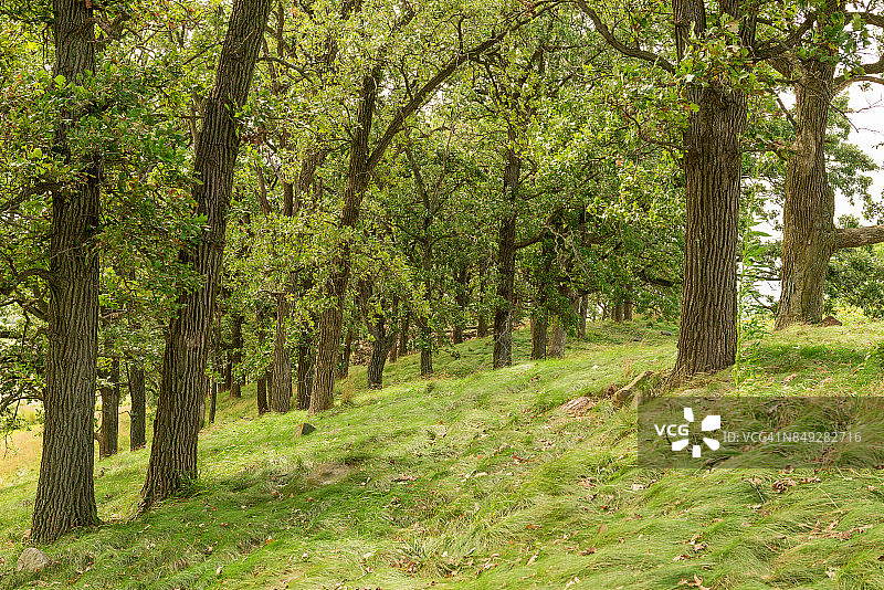 草原树木#2图片素材