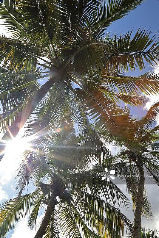 阳光穿过棕榈树的景象图片素材