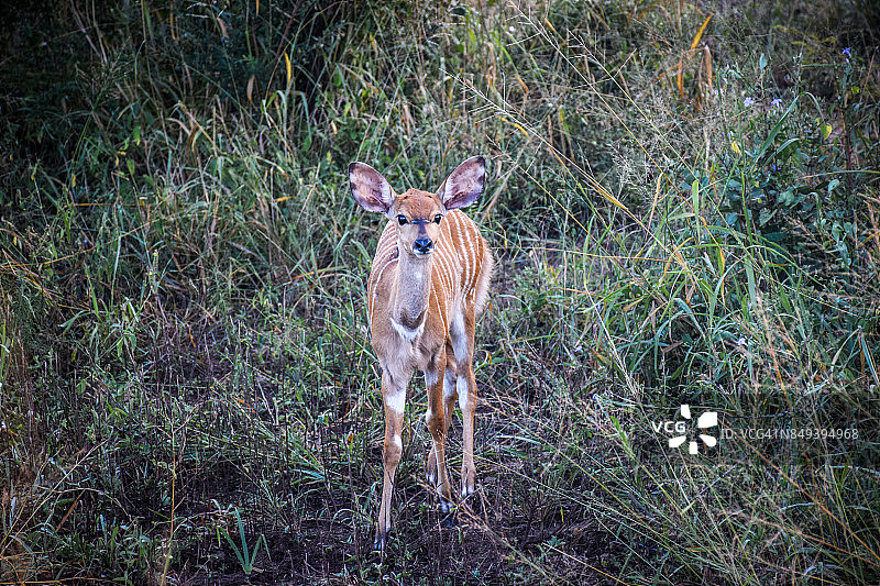 小尼亚拉羚羊图片素材