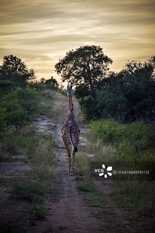 日出长颈鹿图片素材
