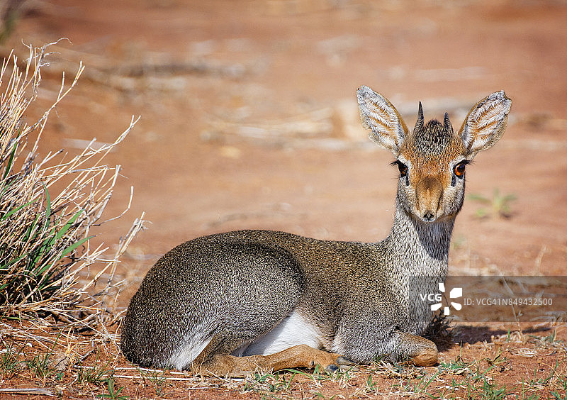 肯尼亚莱基皮亚小羚羊肖像图片素材