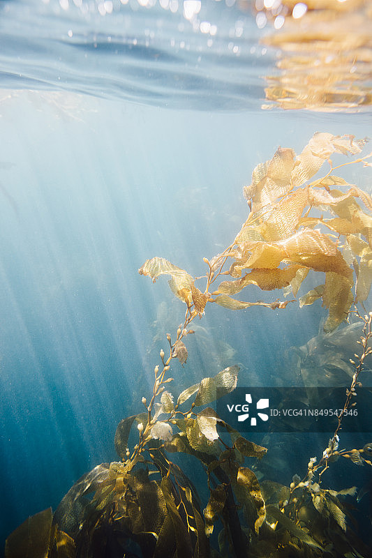 海峡群岛国家公园圣克鲁斯岛的海带森林图片图片素材
