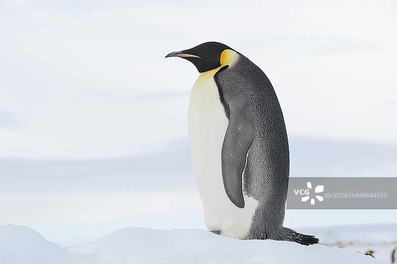成年帝企鹅图片素材