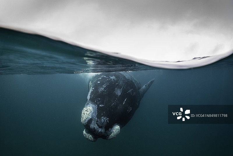 在多云的一天，阿根廷巴塔哥尼亚水面嬉戏的南露脊鲸的分割视图图片素材