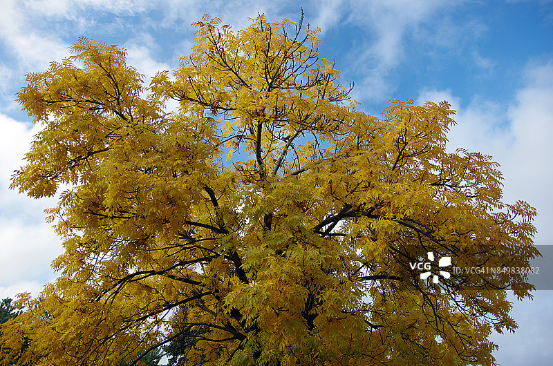 澳大利亚首都领地堪培拉的秋季皂荚树树冠图片素材