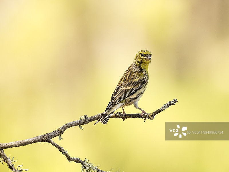 欧洲绿雀站在长满地衣的树枝上图片素材