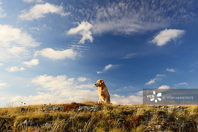 坐在草地上仰望天空的金毛犬图片素材