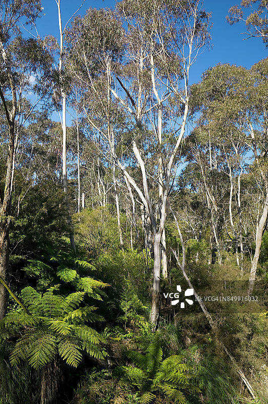 澳大利亚新南威尔士州的蓝山图片素材