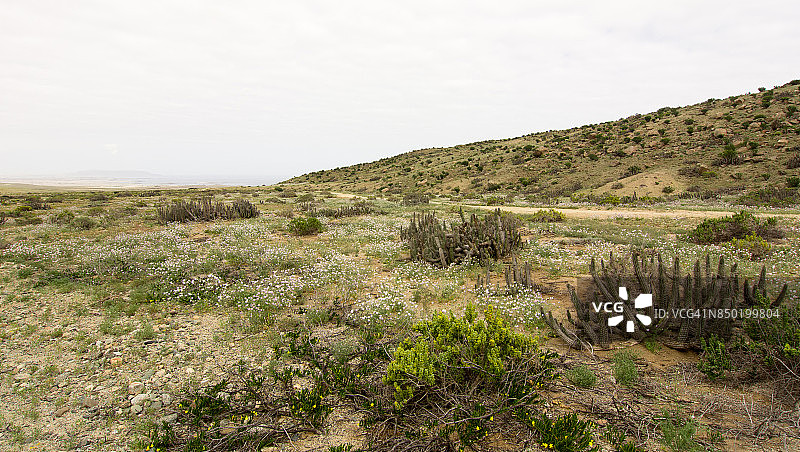 阿塔卡马沙漠中盛开的鲜花图片素材