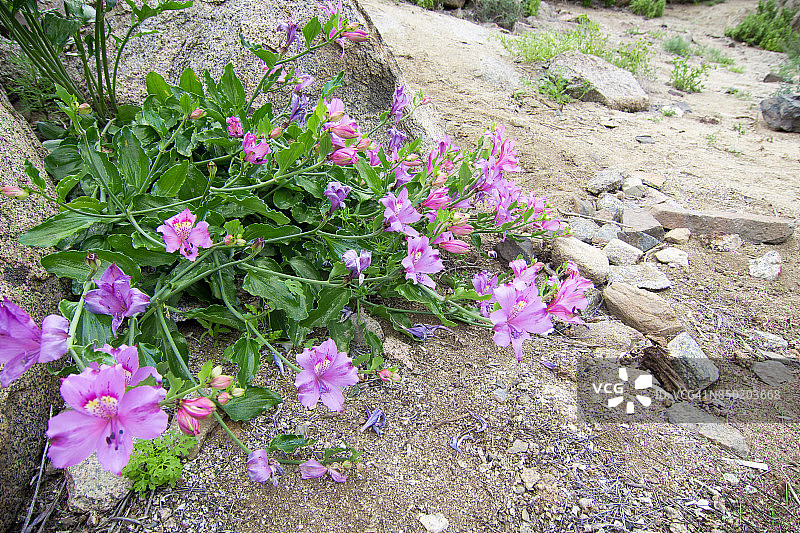 阿塔卡马沙漠中盛开的鲜花图片素材