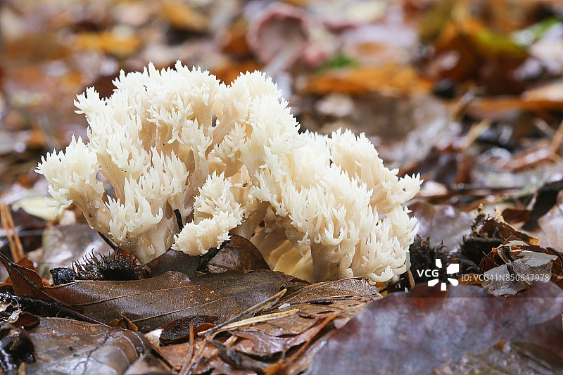 直立珊瑚菌图片素材