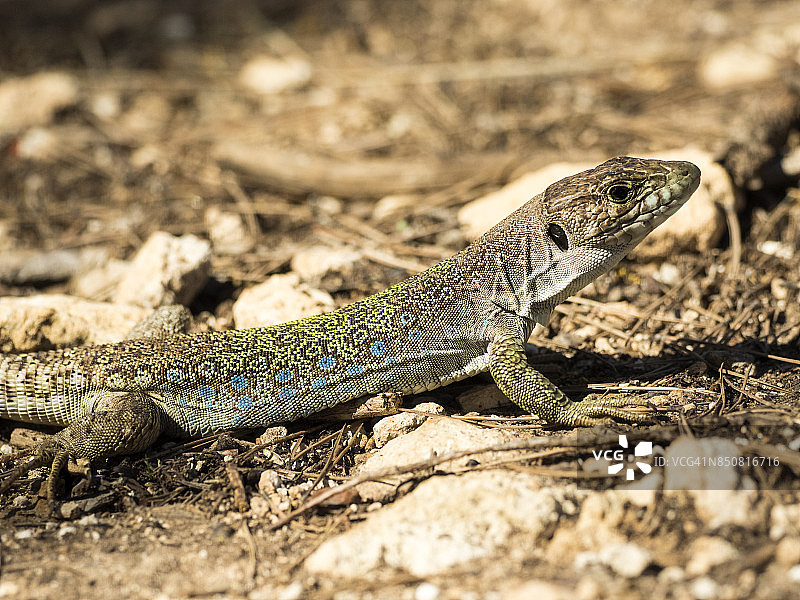 仍在土壤中狩猎的眼斑蜥蜴，西班牙图片素材