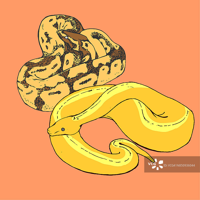 球蟒图片素材