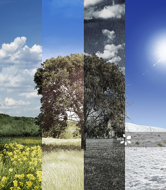 树的四季图片素材