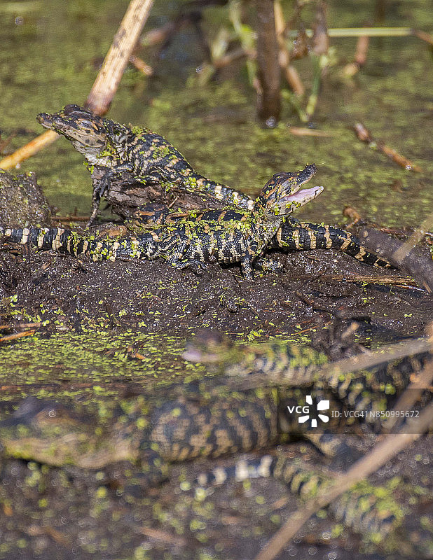 小鳄鱼的巢穴图片素材