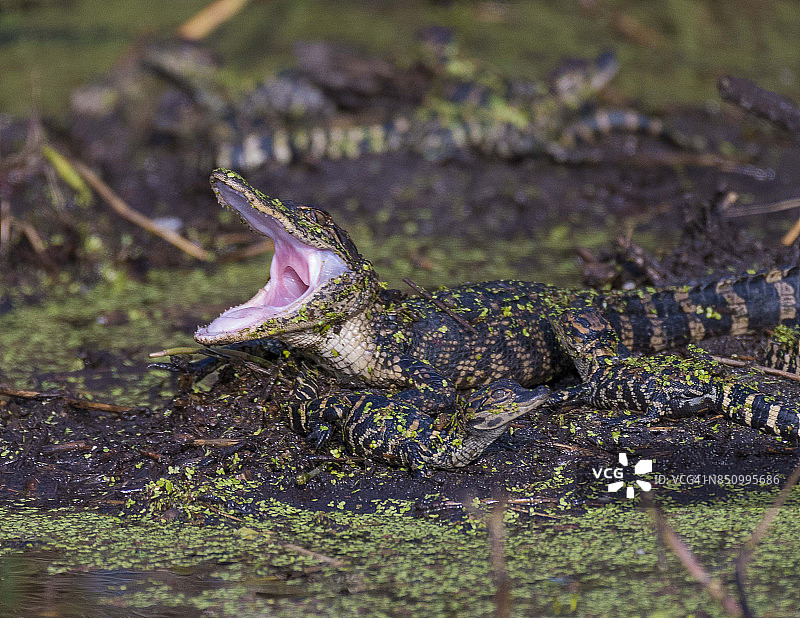 动物巢穴中打呵欠的幼年鳄鱼图片素材