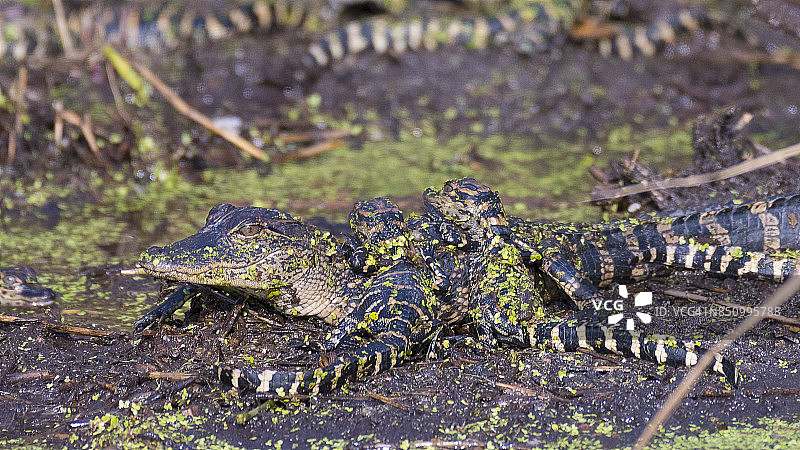 小鳄鱼的巢穴图片素材