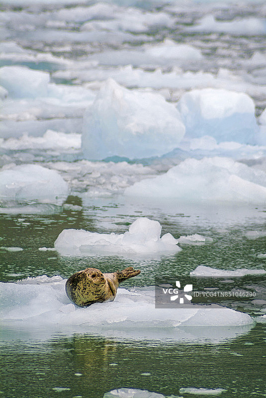 勒 Conte 冰川冰流上的海豹图片素材