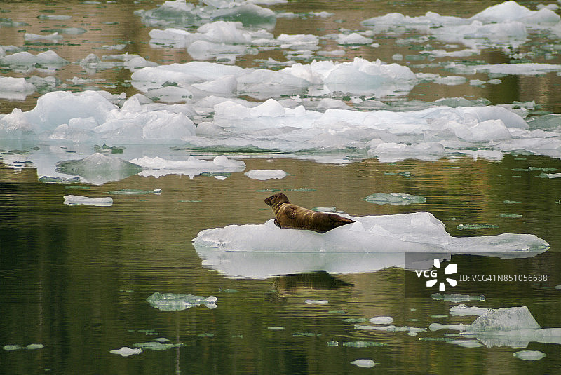 勒 Conte 冰川冰流上的海豹图片素材