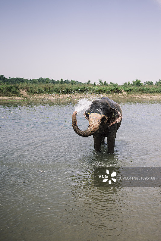 亚洲象在河里洗澡图片素材