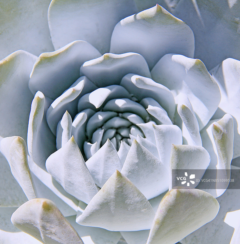 石莲花多肉植物特写图片素材