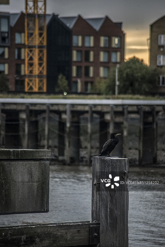 切尔西海滨鸬鹚城市景观：日落-日出图片素材