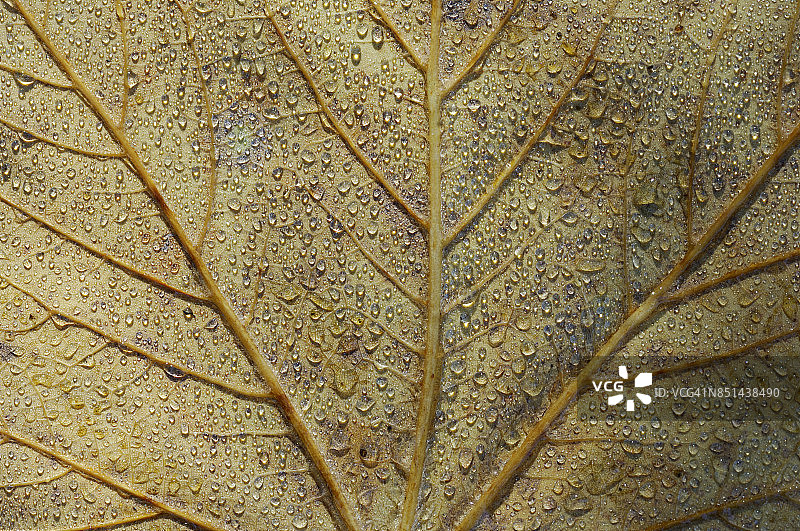 带有露珠的树叶特写，秋季图片素材