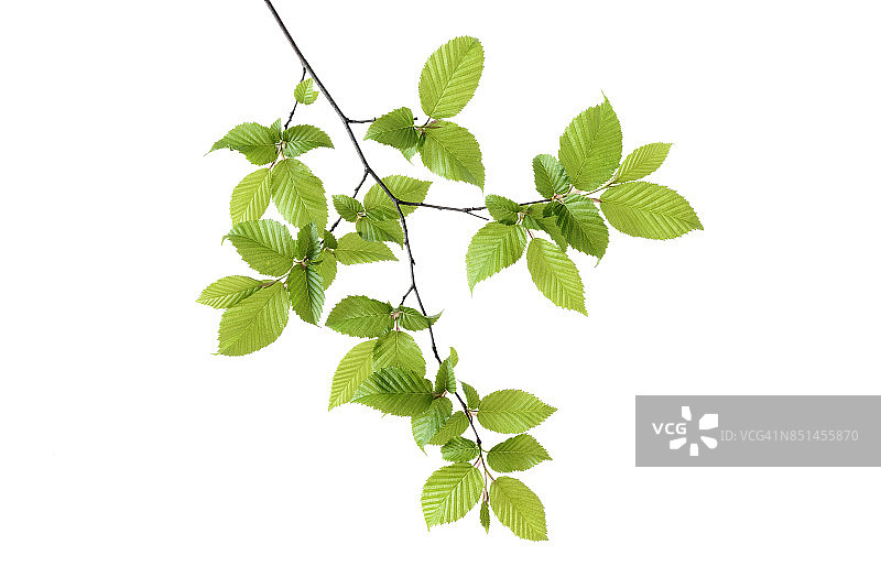 欧洲角树枝：春季新叶图片素材
