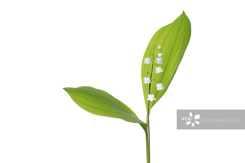 白色背景下的铃兰图片素材