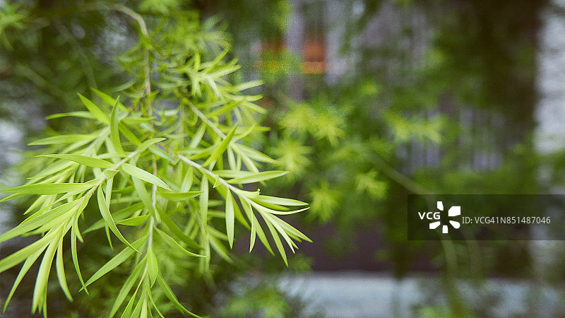 绿意与宁静图片素材