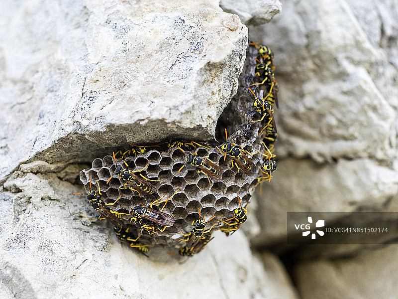 黄蜂在蜂巢上，户外石头上，西班牙图片素材