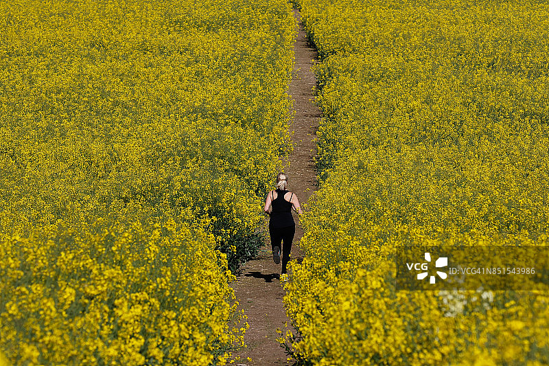 油菜籽田里的女跑步者图片素材