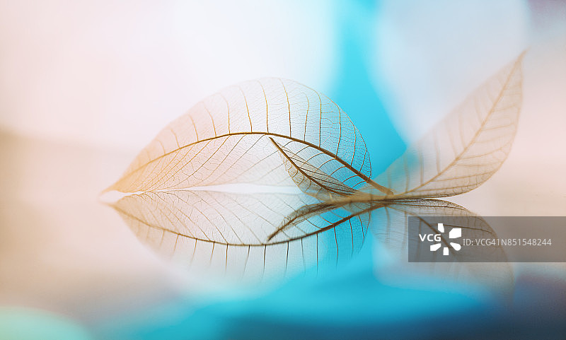 水面透明叶子与美丽倒影图片素材