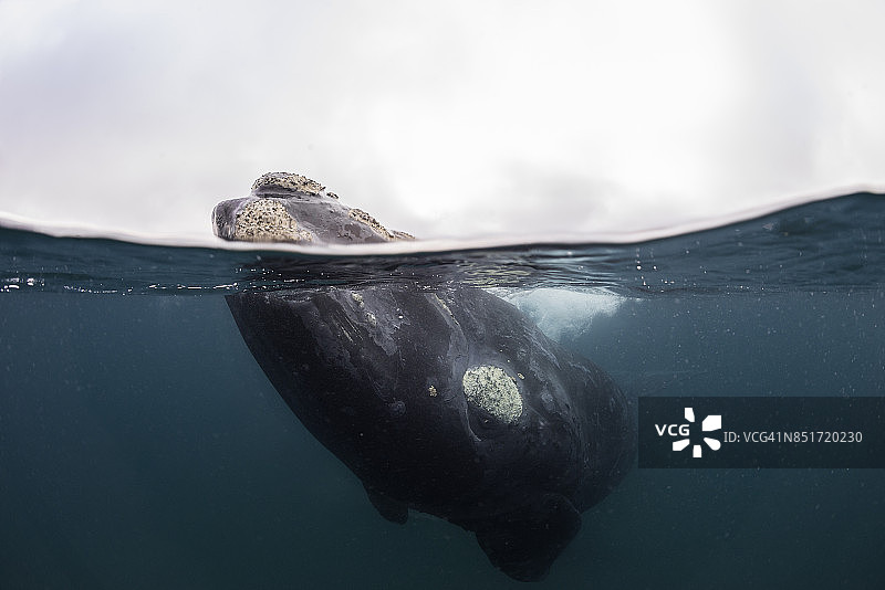 在水面上的南露脊鲸的分割视图，显示了水面上和水面下的情况，阿根廷，金字塔港图片素材