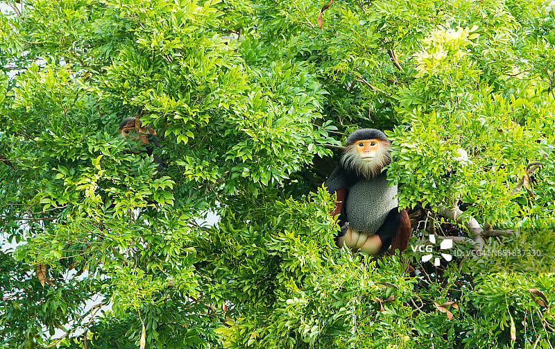 越南岘港山茶半岛的红腿白臀叶猴图片素材