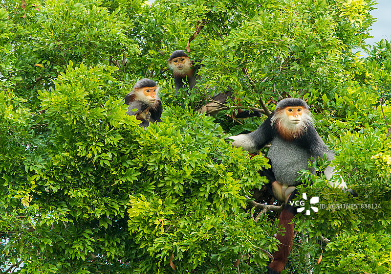 越南岘港山茶半岛的红腿白臀叶猴图片素材