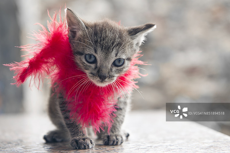 脖子上围着红围巾的小猫图片素材