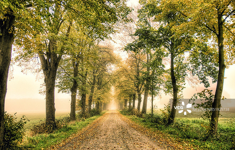 雾中的林荫大道图片素材
