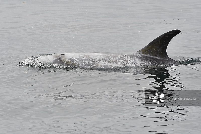 瑞氏海豚图片素材