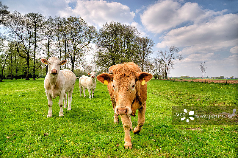 奶牛和公牛图片素材